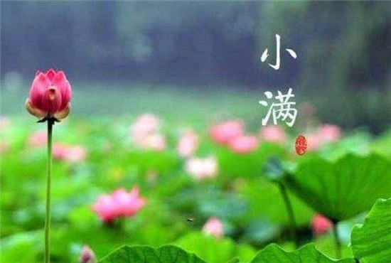 最经典的5首小满“诗词”：最爱垄头麦，迎风笑落红！