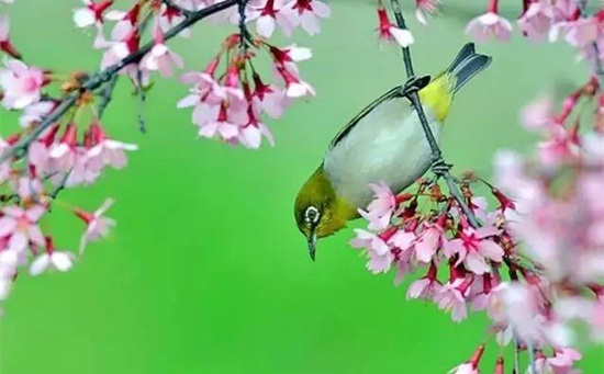 又是一年春分时